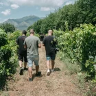 SETE - Dalla Vigna alla Cantina