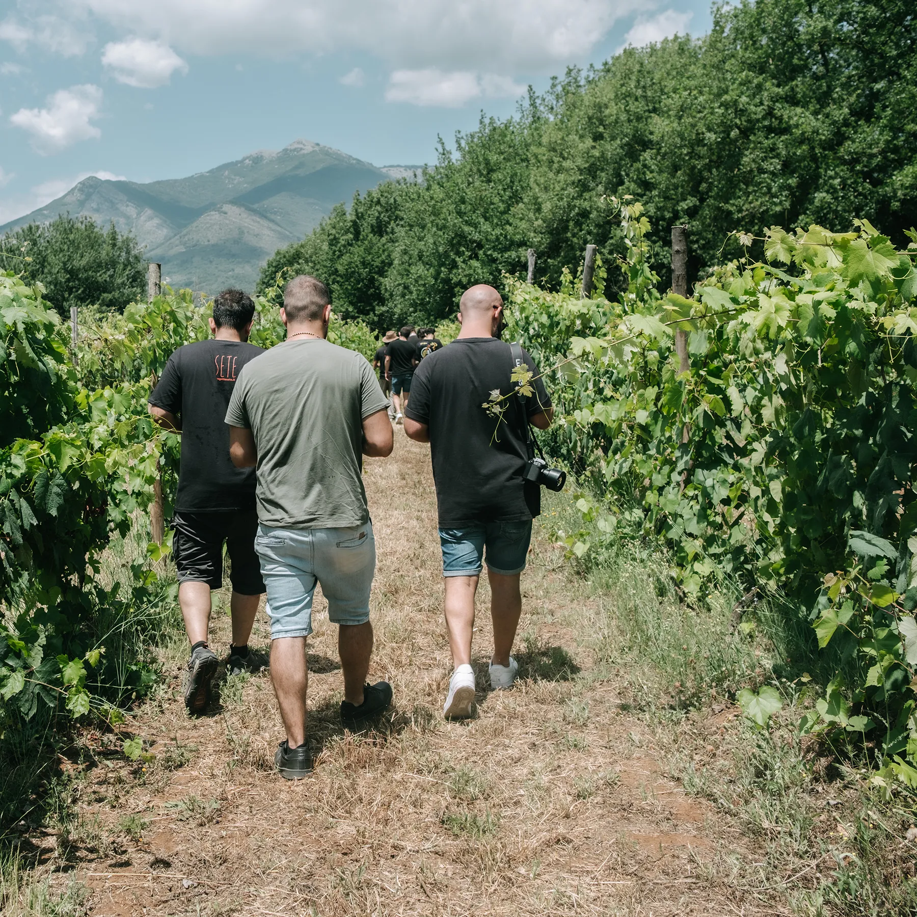 SETE - Dalla Vigna alla Cantina