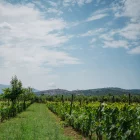 SETE - Dalla Vigna alla Cantina