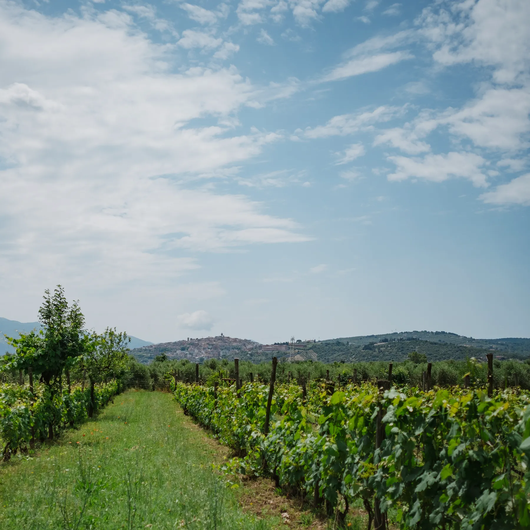 SETE - Dalla Vigna alla Cantina