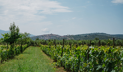 SETE - Vigna